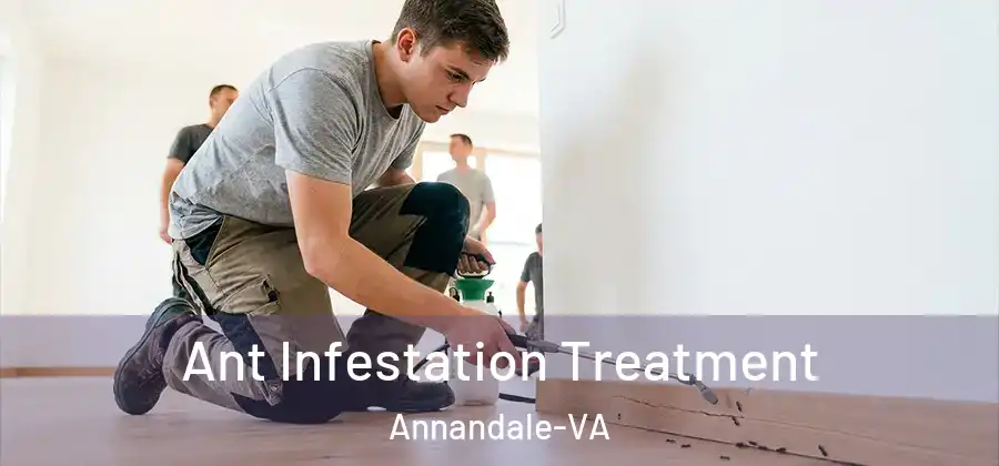 Ant Infestation Treatment Annandale-VA