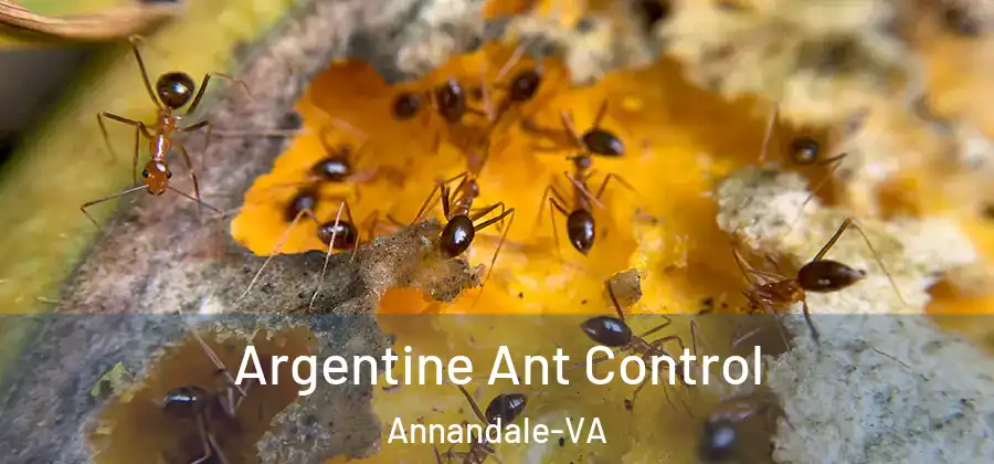 Argentine Ant Control Annandale-VA