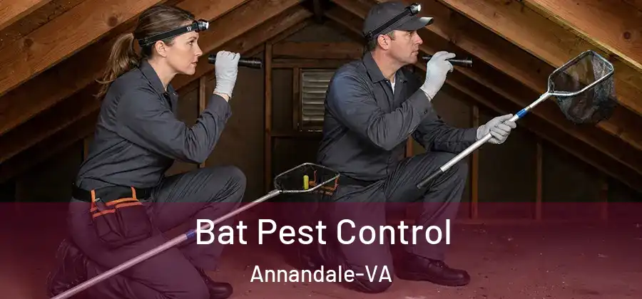  Bat Pest Control Annandale-VA