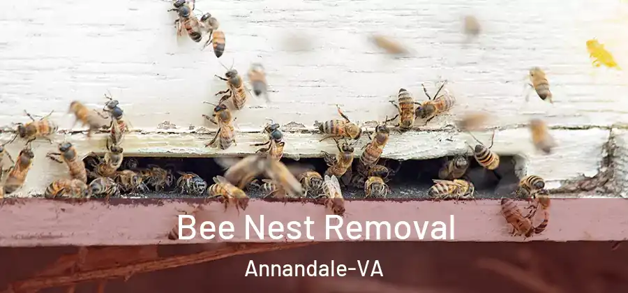  Bee Nest Removal Annandale-VA