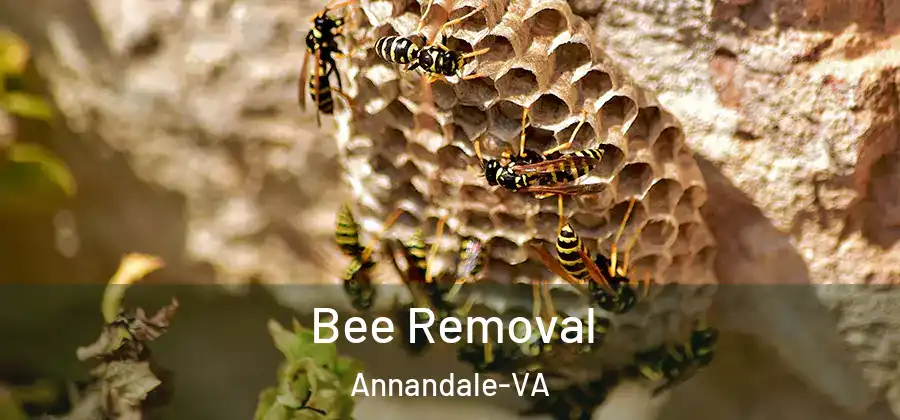  Bee Removal Annandale-VA