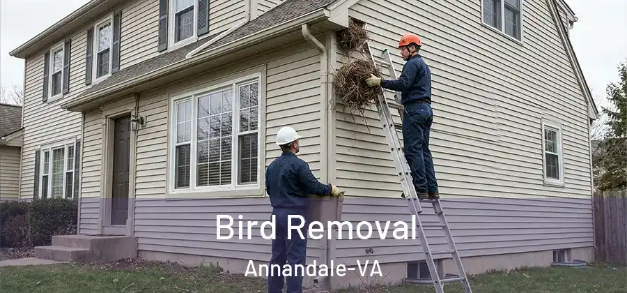  Bird Removal Annandale-VA