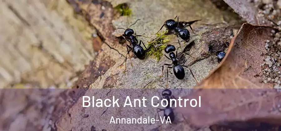  Black Ant Control Annandale-VA