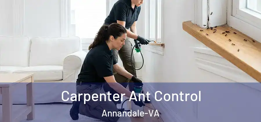  Carpenter Ant Control Annandale-VA