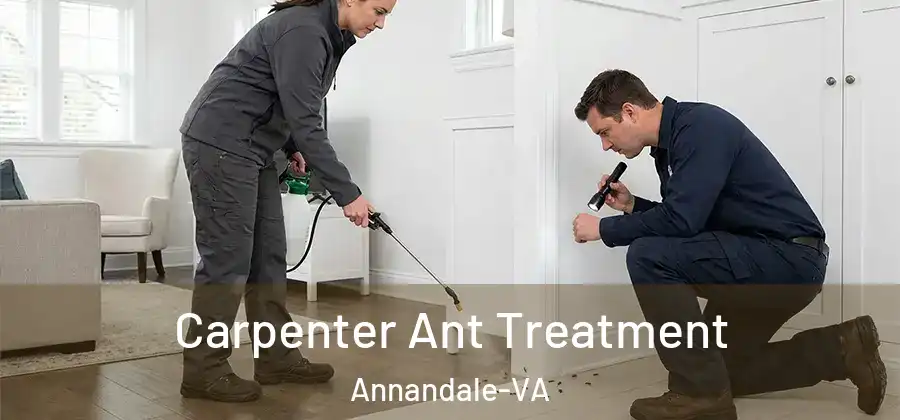  Carpenter Ant Treatment Annandale-VA