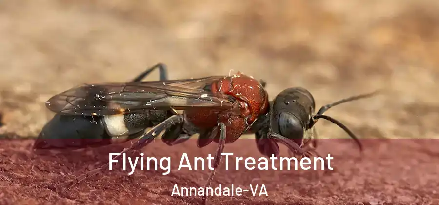  Flying Ant Treatment Annandale-VA