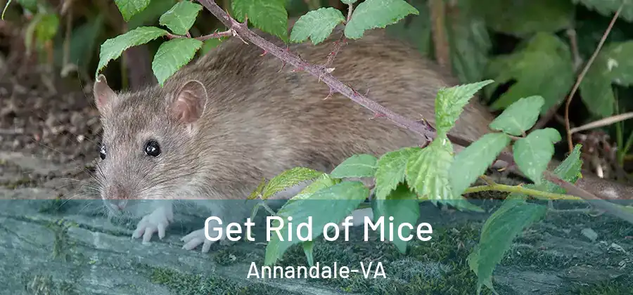  Get Rid of Mice Annandale-VA
