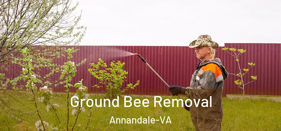 Ground Bee Removal Annandale-VA