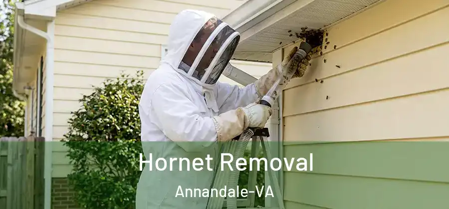  Hornet Removal Annandale-VA