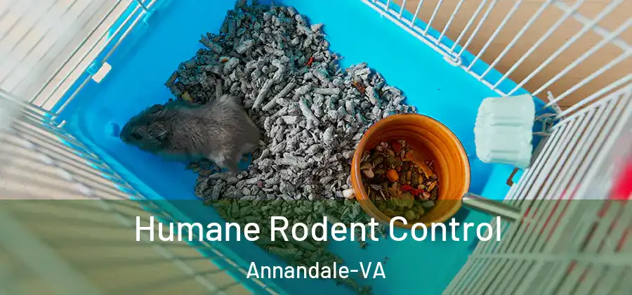 Humane Rodent Control Annandale-VA