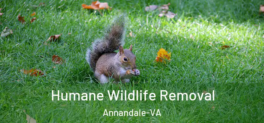  Humane Wildlife Removal Annandale-VA