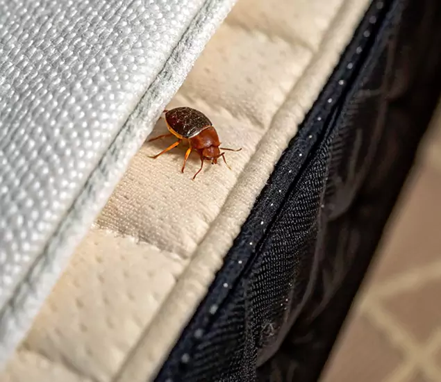 Bed Bug Exterminator Experts You Can Trust in Annandale, VA