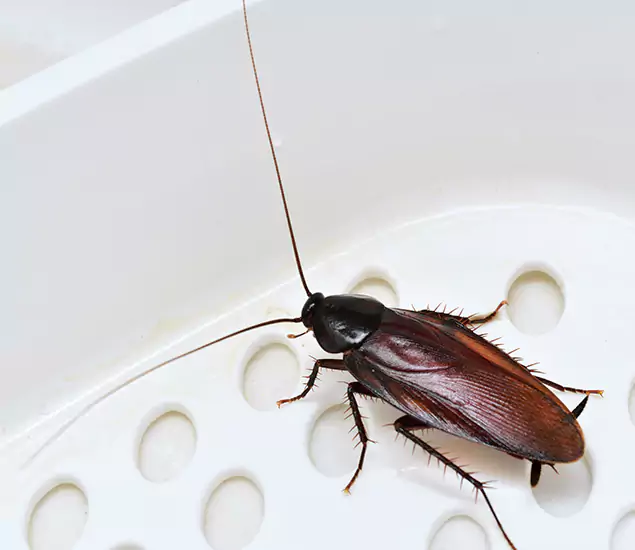 Trusted Cockroach Exterminator: Your Roach Control Services in Annandale, VA