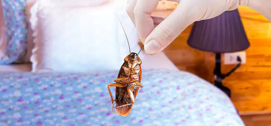 Fast Roach Elimination in Annandale