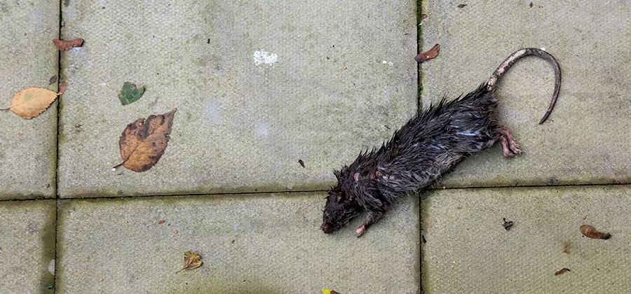 Mice in the Attic Removal in Annandale