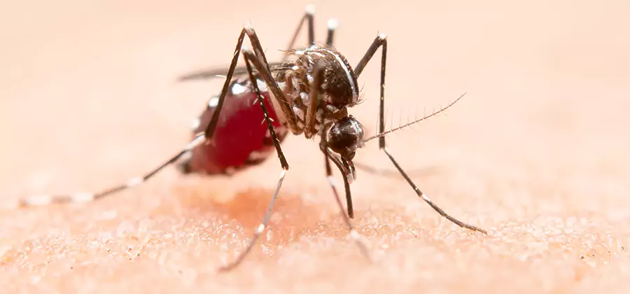 Pond Mosquito Control and Water Treatment in Annandale