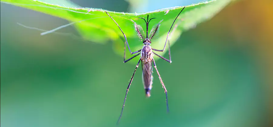 Home Defense Insect Killer in Annandale