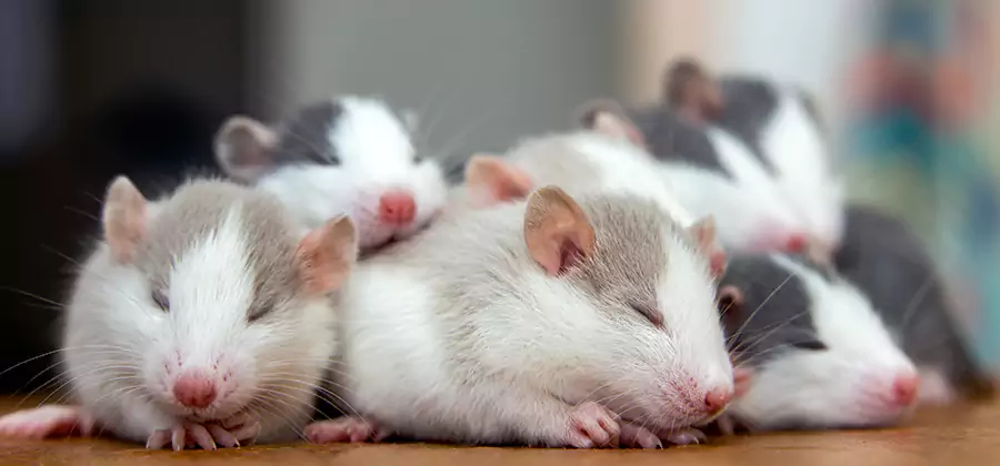 Annandale Pet Safe Mice Control