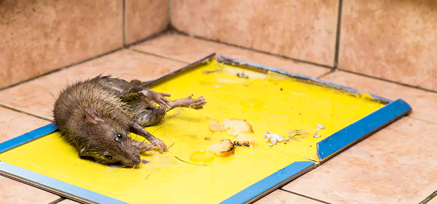 Rat Trapping Service In Annandale