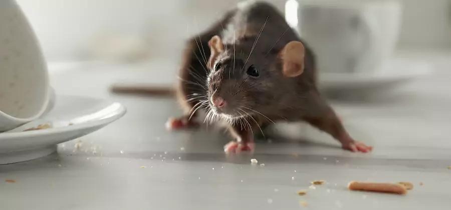 Attic Rat Exclusion Service in Annandale