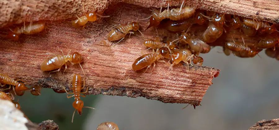 Perimeter Soil Termite Treatment in Annandale