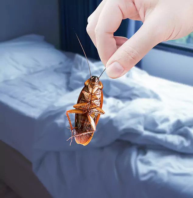 Why Choose Annandale Pest Control Pro for Bed Bug Extermination in Annandale, VA?