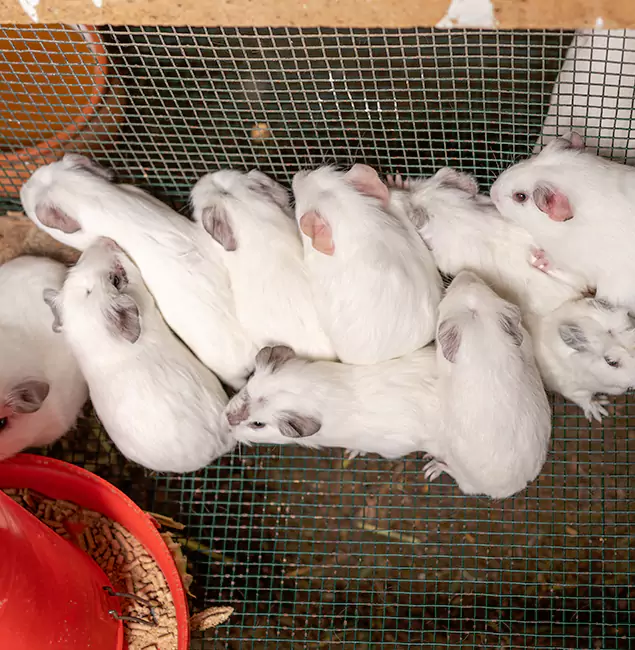 Why Choose Annandale Pest Control Pro for Rat Infestation in Annandale, VA?