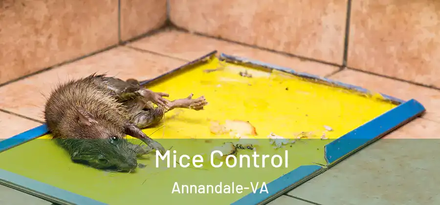 Mice Control Annandale-VA