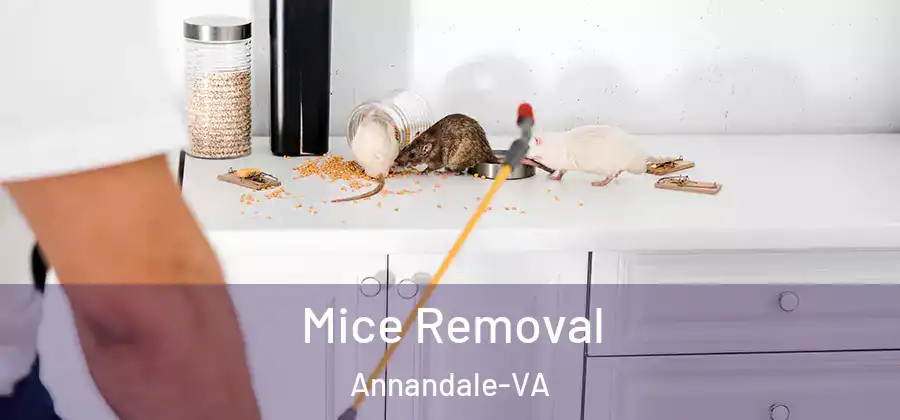 Mice Removal Annandale-VA