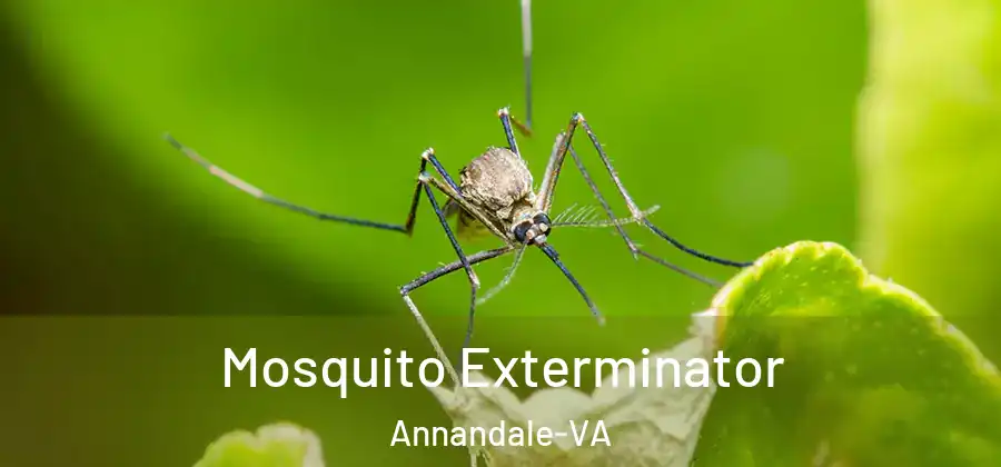 Mosquito Exterminator Annandale-VA