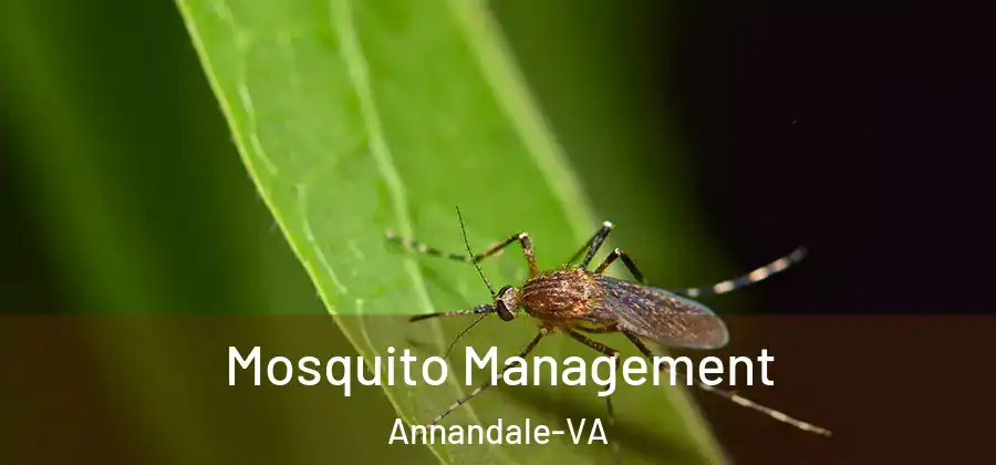 Mosquito Management Annandale-VA