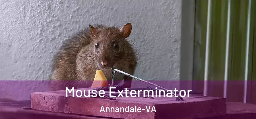  Mouse Exterminator Annandale-VA