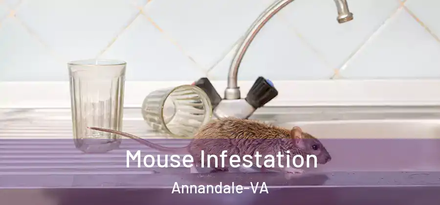 Mouse Infestation Annandale-VA