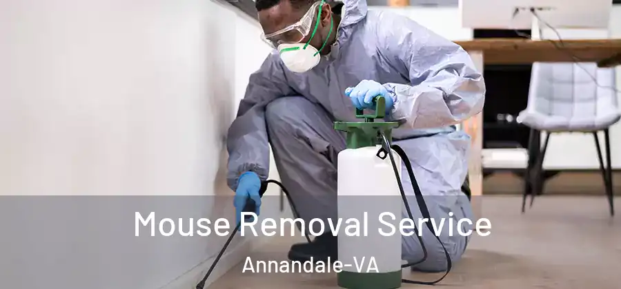  Mouse Removal Service Annandale-VA