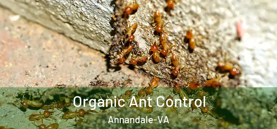 Organic Ant Control Annandale-VA