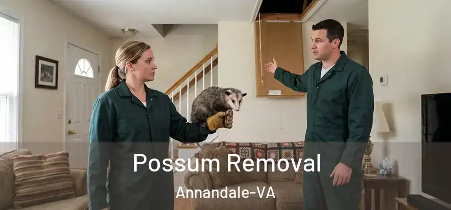 Possum Removal Annandale-VA