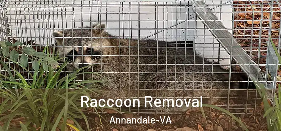 Raccoon Removal Annandale-VA