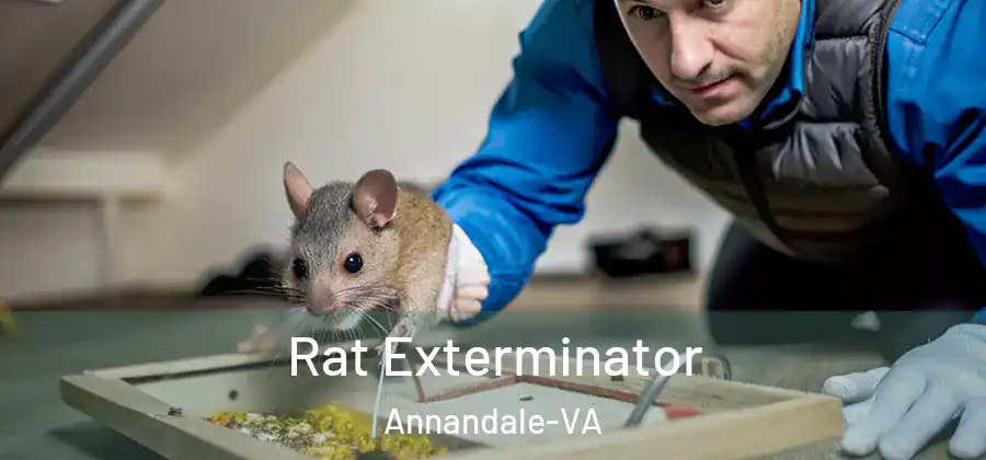 Rat Exterminator Annandale-VA