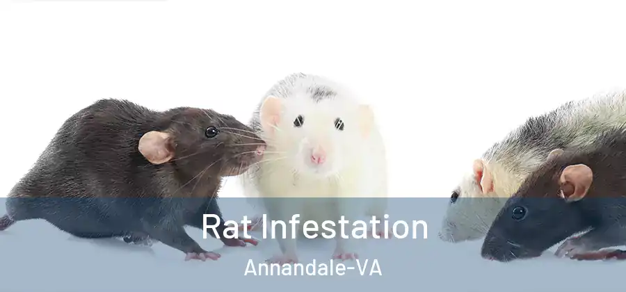  Rat Infestation Annandale-VA