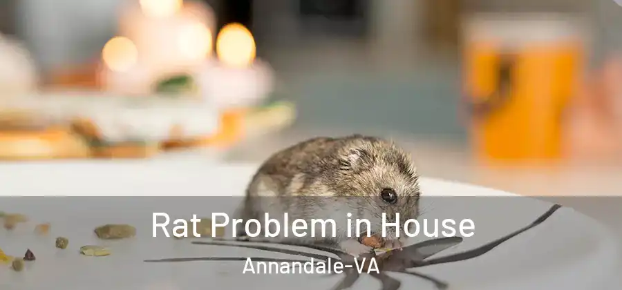  Rat Problem in House Annandale-VA