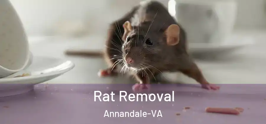  Rat Removal Annandale-VA
