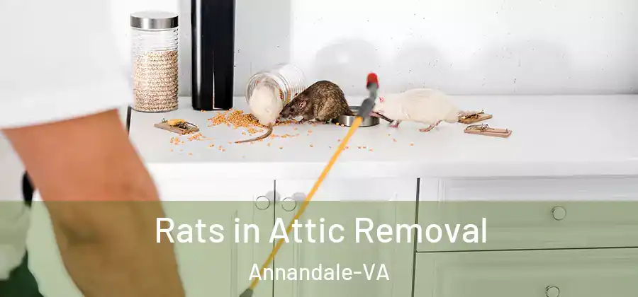  Rats in Attic Removal Annandale-VA