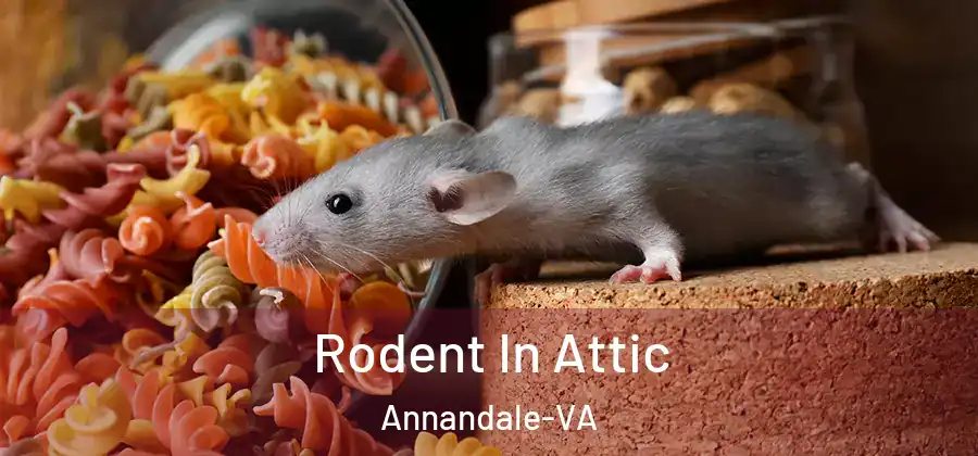  Rodent In Attic Annandale-VA