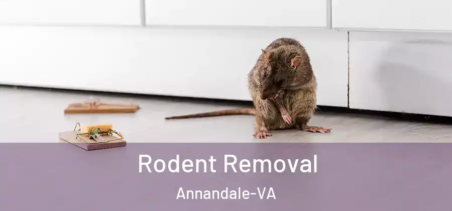 Rodent Removal Annandale-VA