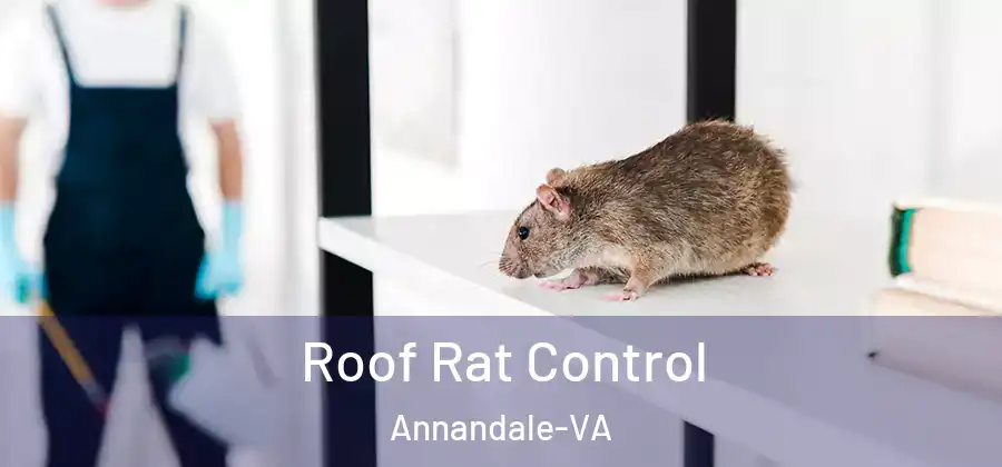  Roof Rat Control Annandale-VA