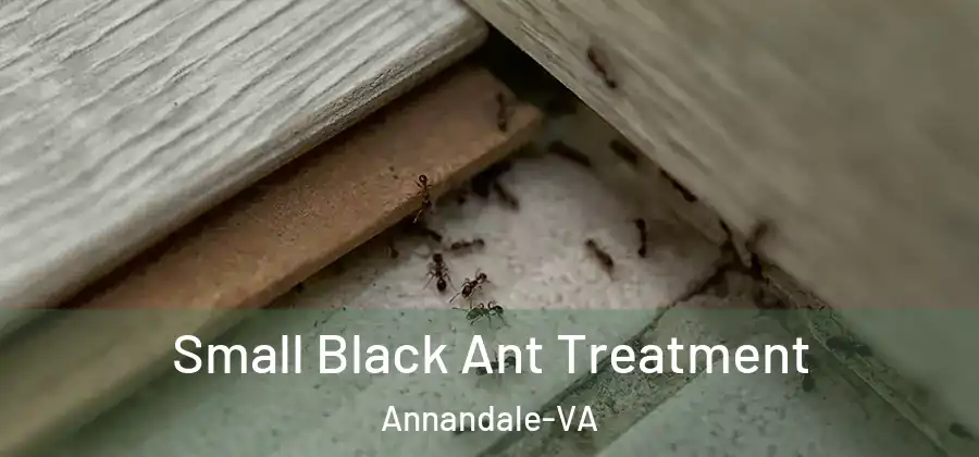  Small Black Ant Treatment Annandale-VA