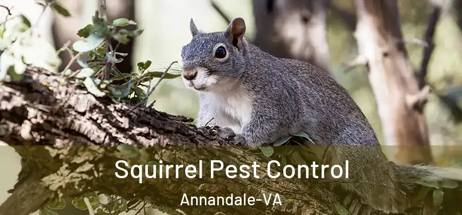 Squirrel Pest Control Annandale-VA