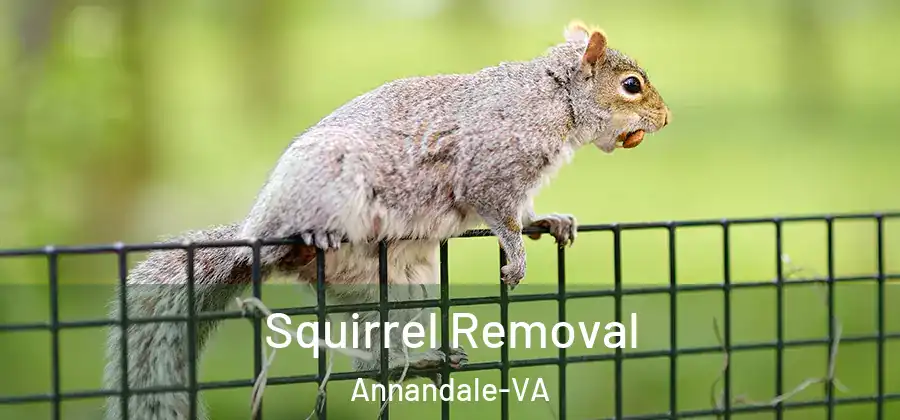  Squirrel Removal Annandale-VA