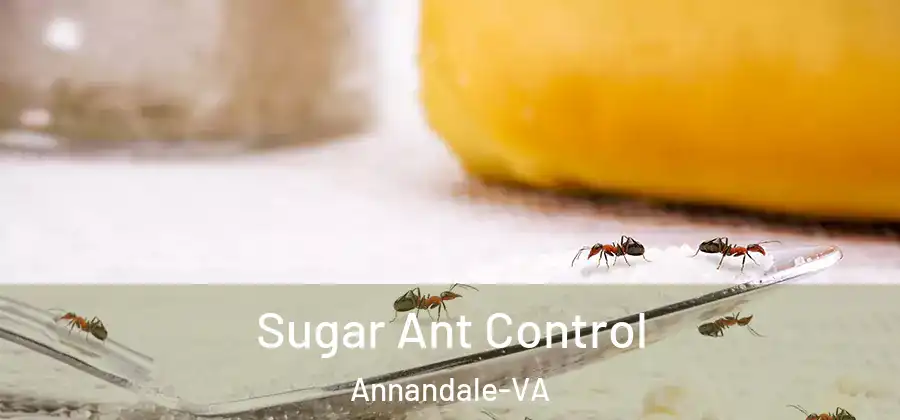Sugar Ant Control Annandale-VA
