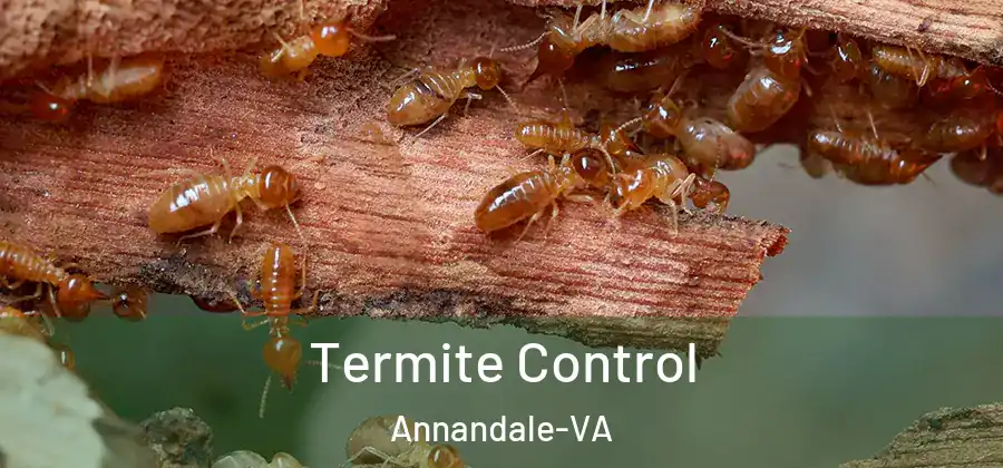  Termite Control Annandale-VA